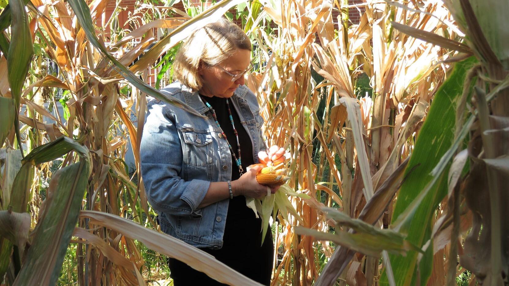 Long thought extinct, a native corn re-emerges in Nebraska fields